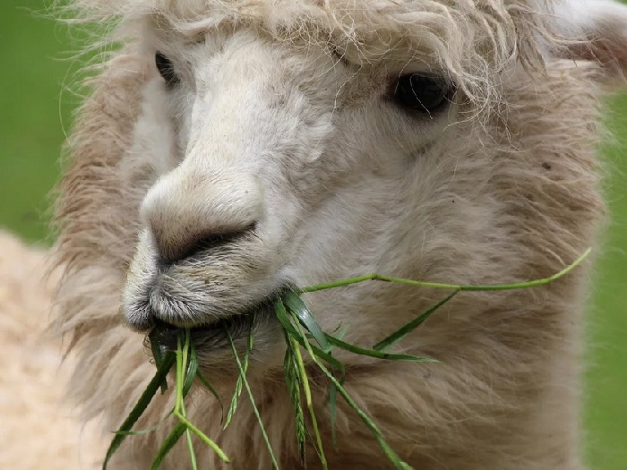 Лама ест траву